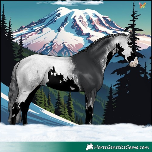 Horse Color:White Spotted Black 
