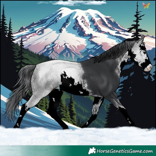 Horse Color:White Spotted Black 
