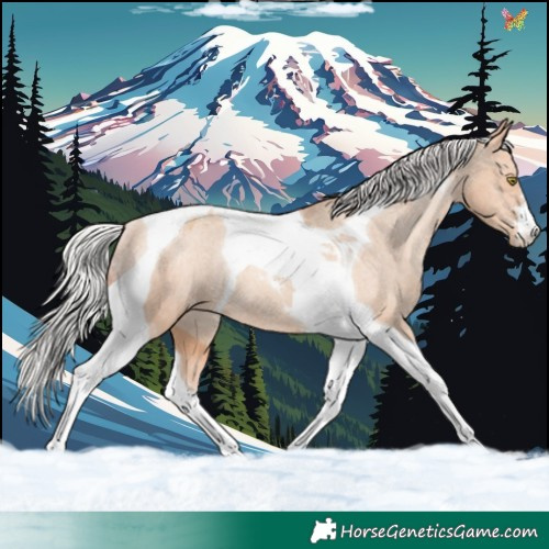 Horse Color:Silver Amber Champagne Tobiano Appaloosa Rabicano 