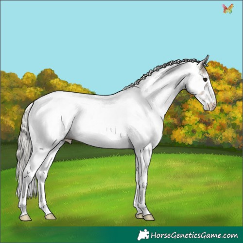 Horse Color:White Spotted Silver Buckskin Onyx Appaloosa 