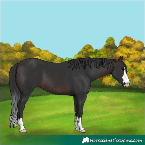 Horse Color:Brown 