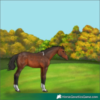 Horse Color:Brown Tobiano