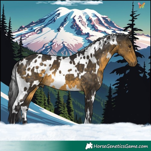 Horse Color:White Spotted Buckskin 