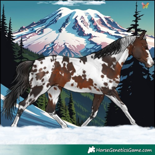 Horse Color:White Spotted Brown 