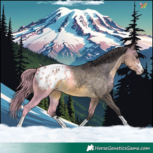 Horse Color:Buckskin Blanket 