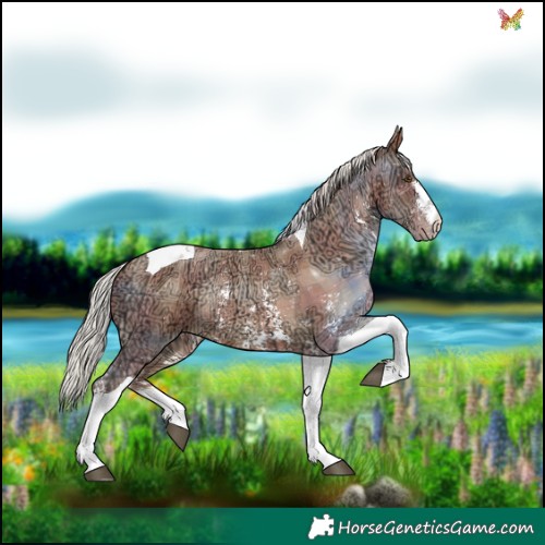 Horse Color:Plaid  Silver Brown Ice Pearl Sabino Tobiano Rabicano 