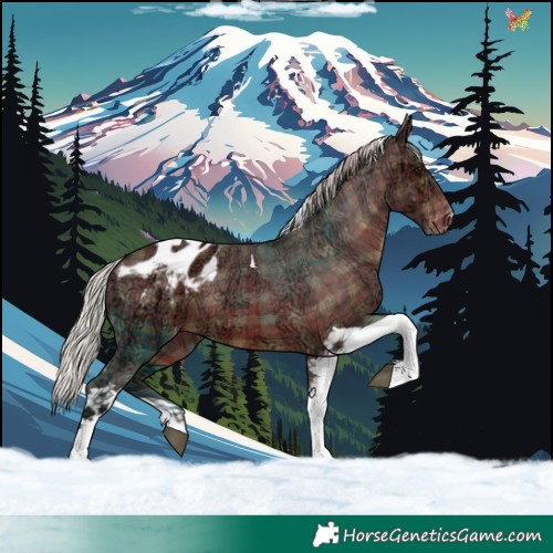 Horse Color:Plaid  Silver Brown Ice Tobiano Appaloosa 