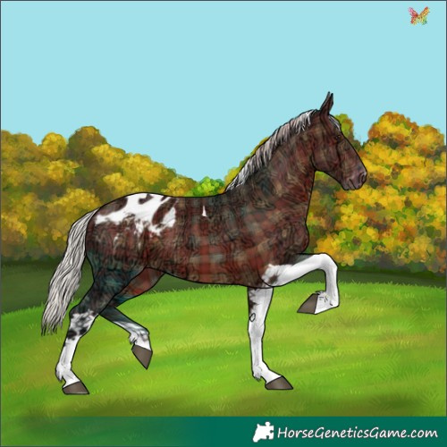 Horse Color:Plaid  Silver Brown Ice Tobiano Appaloosa 