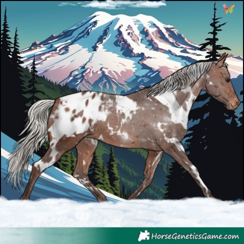 Horse Color:White Spotted Silver Brown Appaloosa 