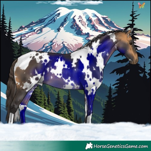 Horse Color:White Spotted Buckskin 