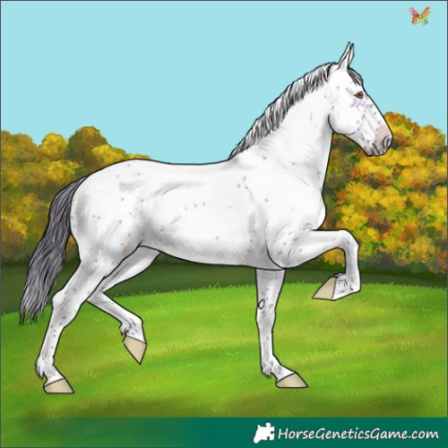Horse Color:Buckskin Dun Sabino Frame 