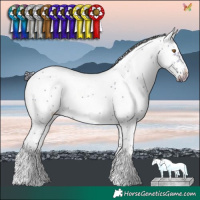Horse Color:Buckskin Dun Sabino Frame