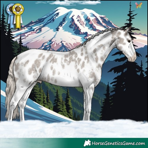 Horse Color:Silver Grullo Sabino Tobiano Appaloosa
