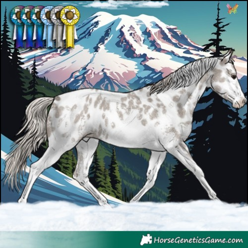 Horse Color:Silver Grullo Sabino Tobiano Near Leopard 