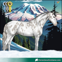 Horse Color:Silver Grullo Sabino Tobiano Appaloosa 