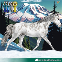 Horse Color:Silver Grullo Sabino Tobiano Appaloosa