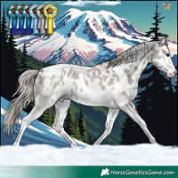 Horse Color:Silver Grullo Sabino Tobiano Appaloosa
