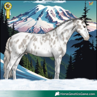 Horse Color:Silver Grullo Sabino Tobiano Appaloosa 