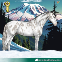 Horse Color:Silver Grullo Sabino Tobiano Appaloosa