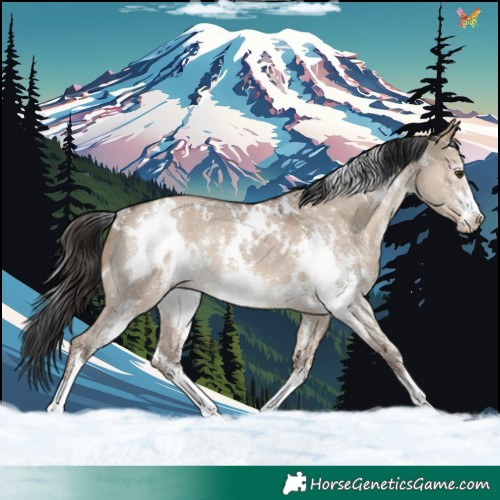 Horse Color:White Spotted Liver Red Dun Sabino Rabicano 