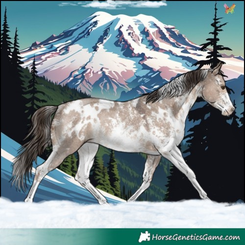 Horse Color:White Spotted Liver Red Dun Sabino Rabicano 