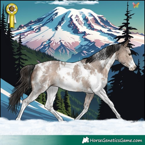 Horse Color:White Spotted Liver Red Dun Sabino Rabicano 