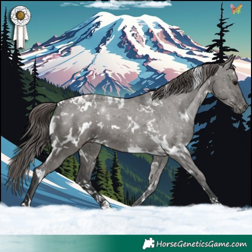 Horse Color:White Spotted Grullo Appaloosa 