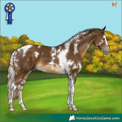 Horse Color:White Spotted Chocolate Palomino Splash Tobiano 
