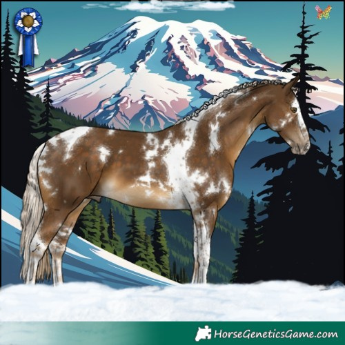 Horse Color:White Spotted Chocolate Palomino Splash Tobiano 