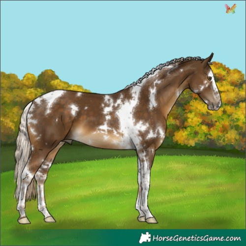 Horse Color:White Spotted Chocolate Palomino Splash Tobiano 