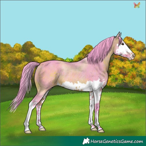 Horse Color:Watercolor Bay Splash Appaloosa Rabicano 