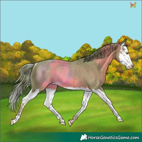 Horse Color:Watercolor Chestnut Splash Appaloosa Rabicano