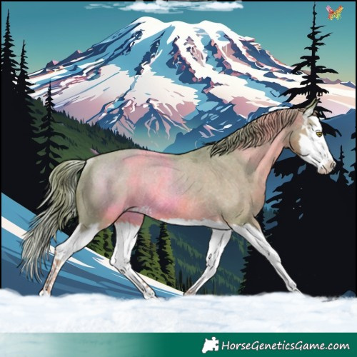 Horse Color:Watercolor Chestnut Splash Appaloosa Rabicano