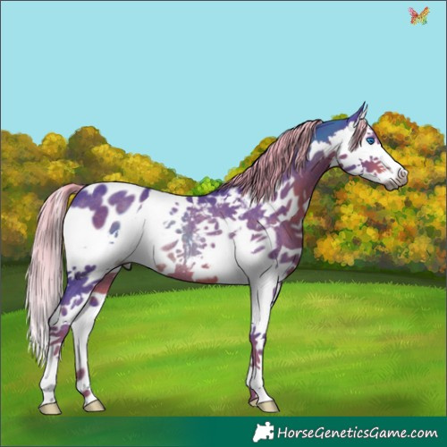 Horse Color:Gray Watercolor Liver Chestnut Splash Appaloosa Rabicano 
