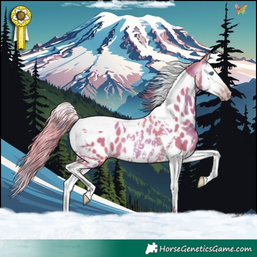 Horse Color:Gray Watercolor Gold Champagne Splash Tobiano Near Leopard Rabicano 