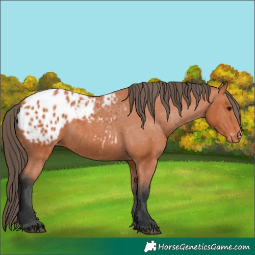 Horse Color:Bay Blanket 