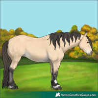 Horse Color:Buckskin 