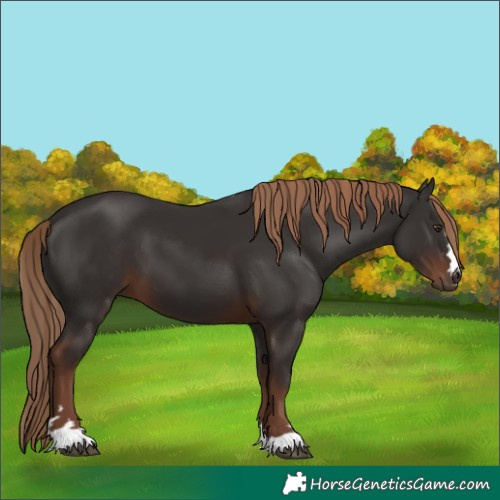 Horse Color:Liver Chestnut 