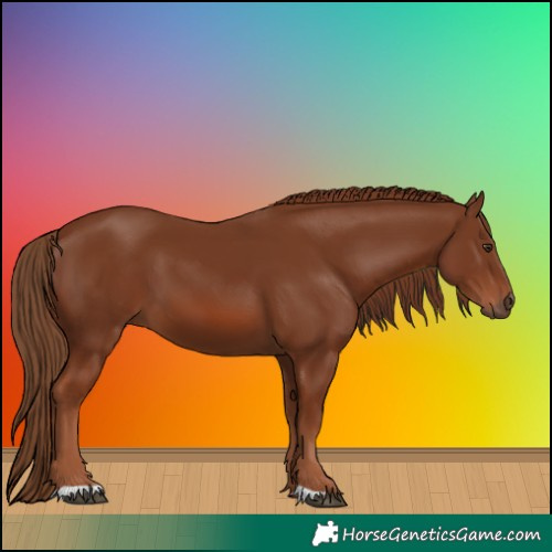 Horse Color:Chestnut 