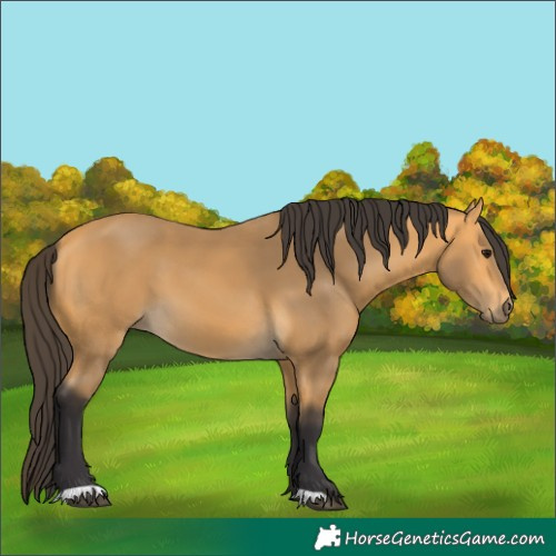 Horse Color:Buckskin 