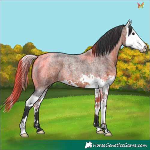 Horse Color:Brown Roan Splash 