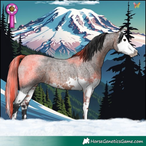 Horse Color:Brown Roan Splash 