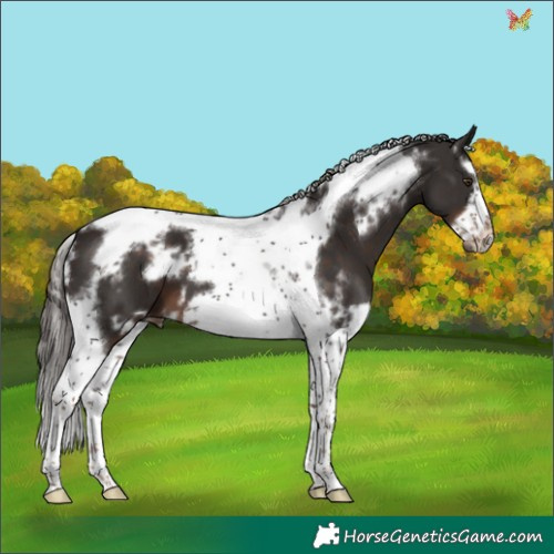 Horse Color:White Spotted Liver Chestnut Tobiano Frame 