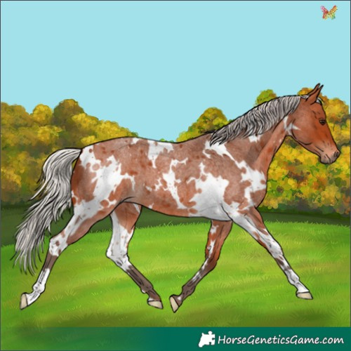 Horse Color:White Spotted Silver Bay Roan 