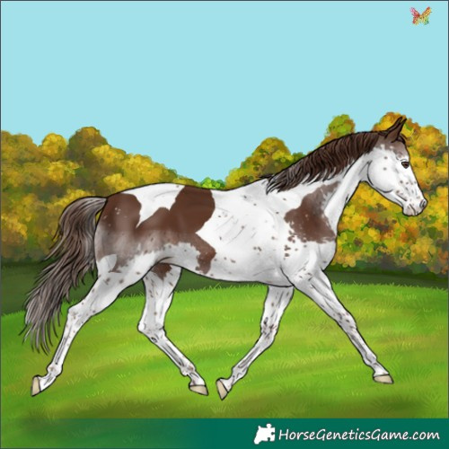 Horse Color:Liver Chestnut Splash Tobiano 