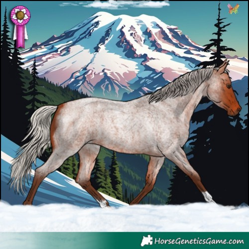 Horse Color:Silver Bay Roan 