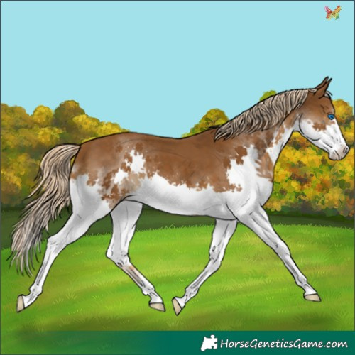 Horse Color:Chocolate Palomino Splash 