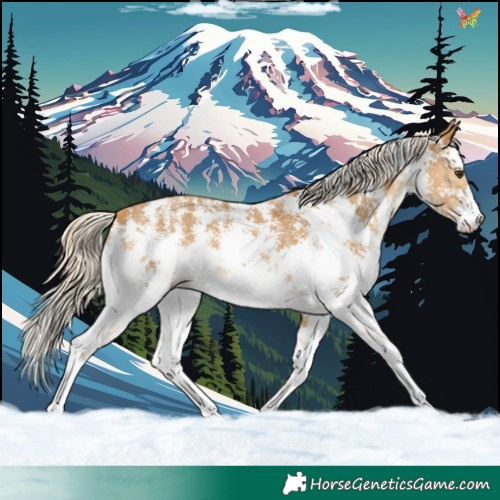Horse Color:Palomino Sabino 