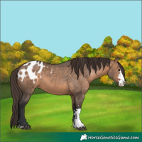 Horse Color:Bay Dun  and Bay Dun Blanket 