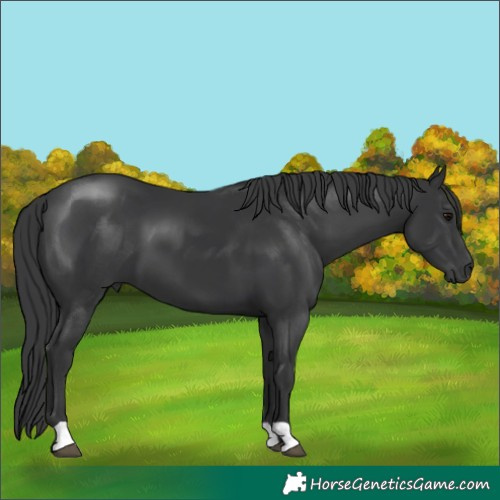 Horse Color:Black 